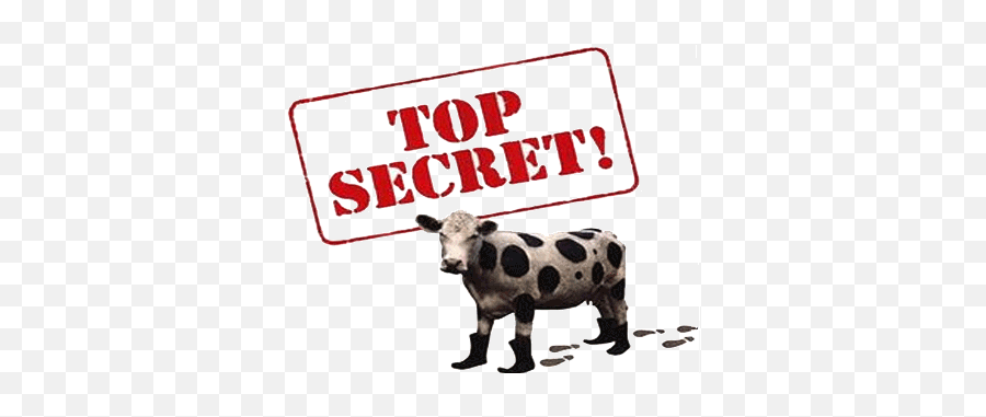 Top Secret My Euro Entry No Pun Intended - Top Secret Cow With Boots Png,Top Secret Png