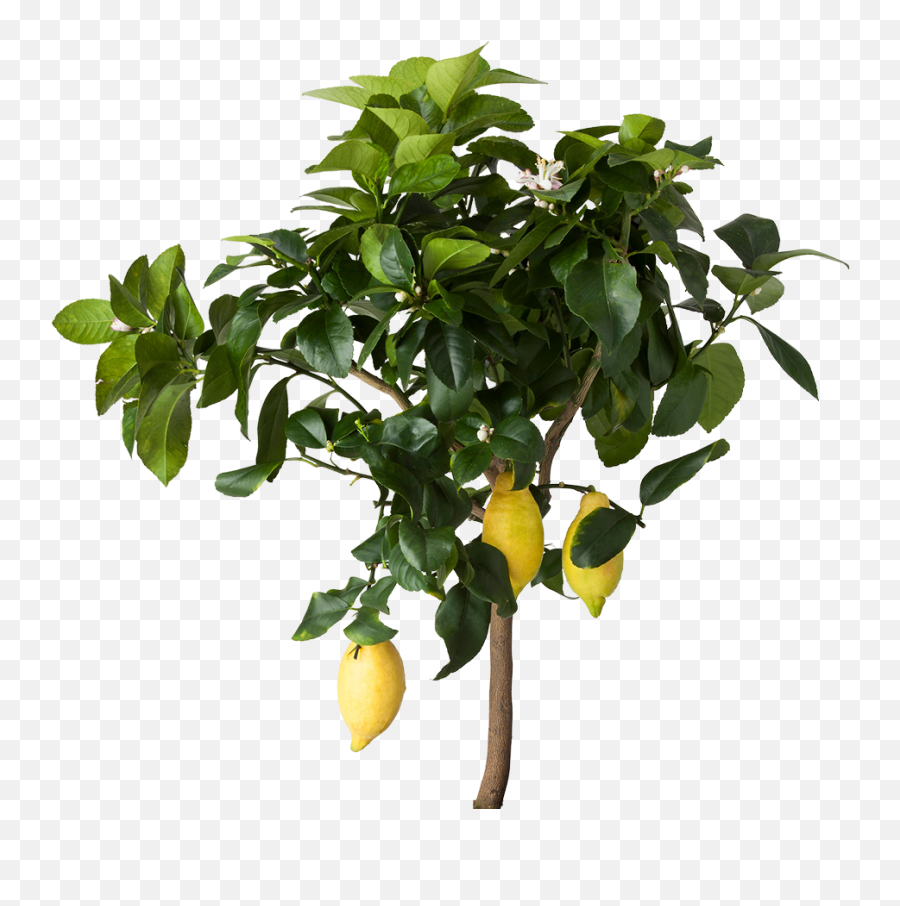 Png V - Lemon Tree Transparent Background,Lemon Transparent Background