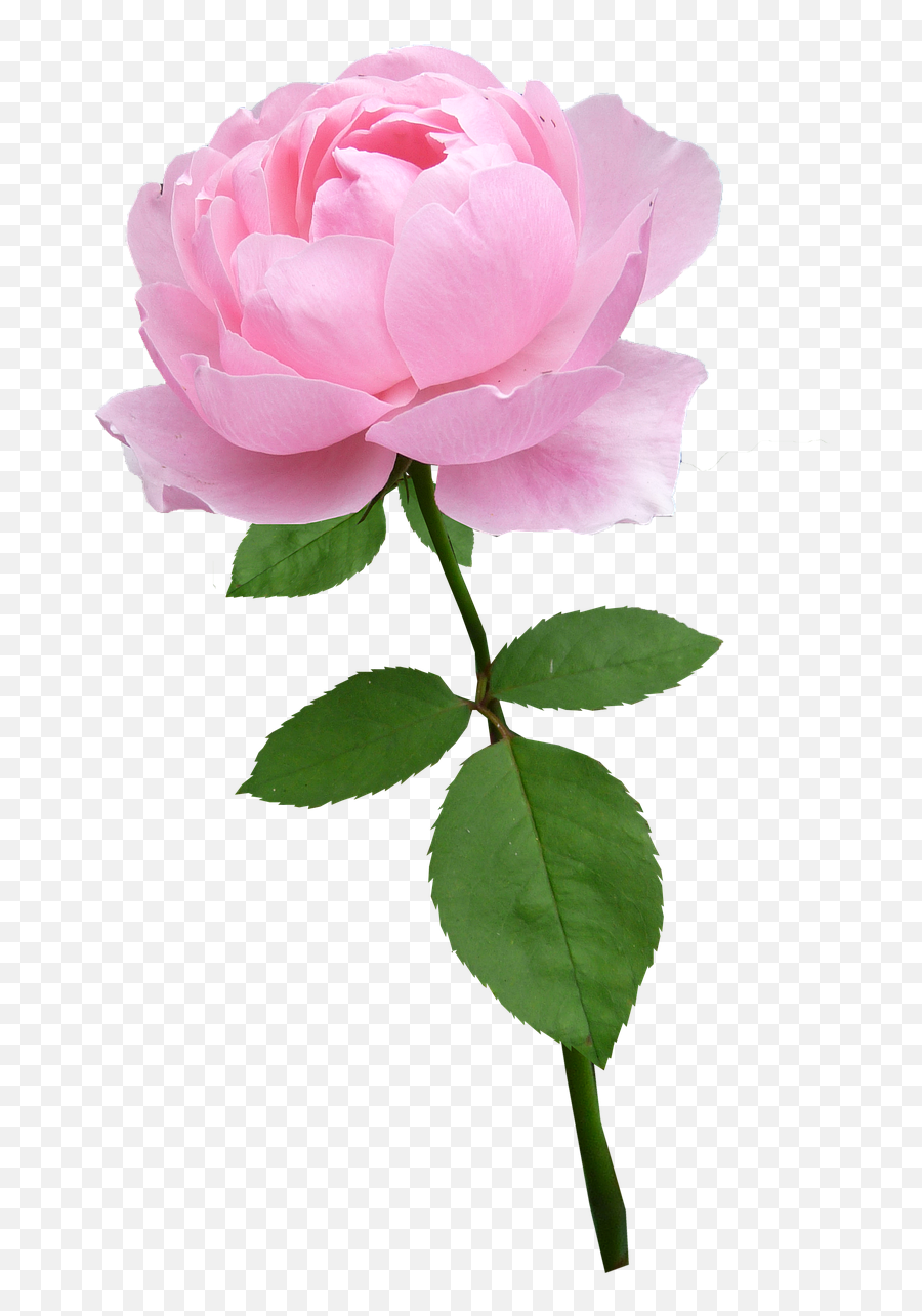 Download Rosestempale Pinkflowerbloomfree Pictures - Flower With Stem Transparent Png,Pink Rose Transparent