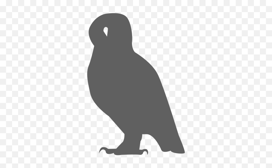 Owl Eagle Beak Silhouette - Falconiformes Png,Owl Silhouette Png