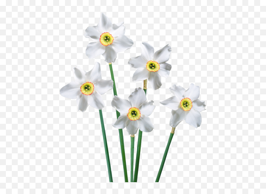 Narcissus Drawing Paperwhite Flower - Daffodil Transparent White Daffodil Transparent Background Png,Daffodil Icon