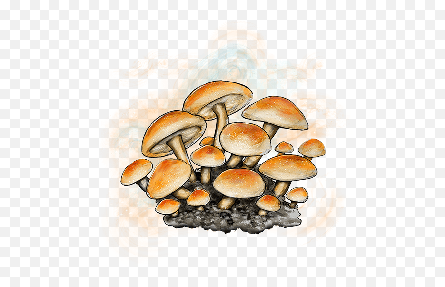 Caps By Cookies - Wild Mushroom Png,Mushrooms Icon
