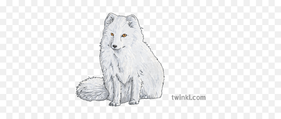 What Is An Arctic Fox - Arctic Fox Twinkl Png,Arctic Fox Icon