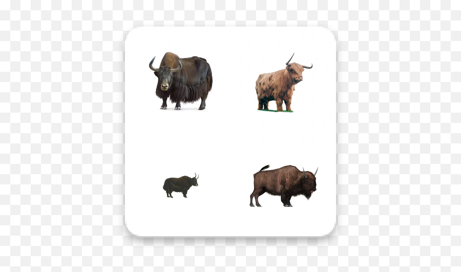 Download Yak Apk Sticker Pack For Whatsapp Free - Animal Figure Png,Yak Icon