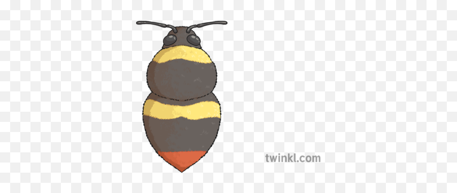 Early Bumblebee Illustration - Twinkl Honeybee Png,Bumblebee Png