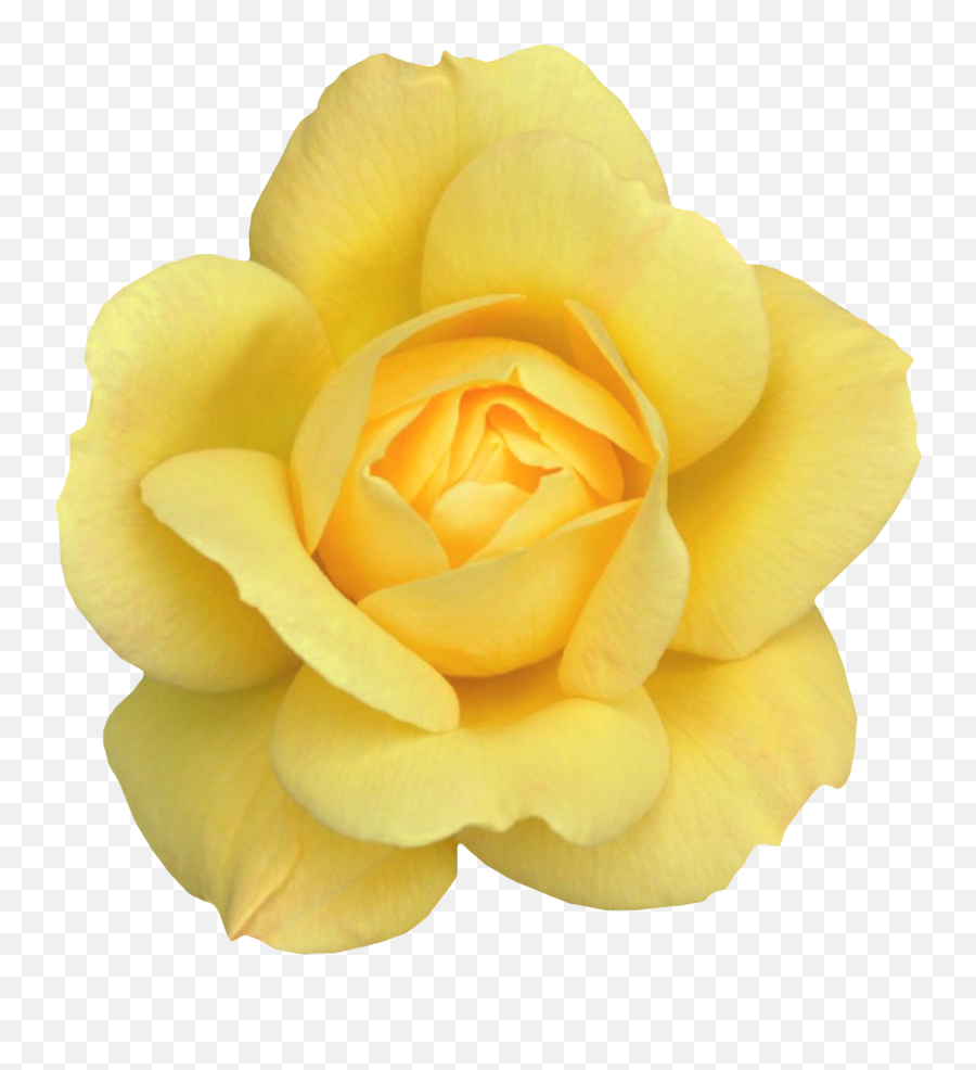 Yellow Flower Clipart Transparent - Yellow Rose Transparent Background Png,Flower Transparent