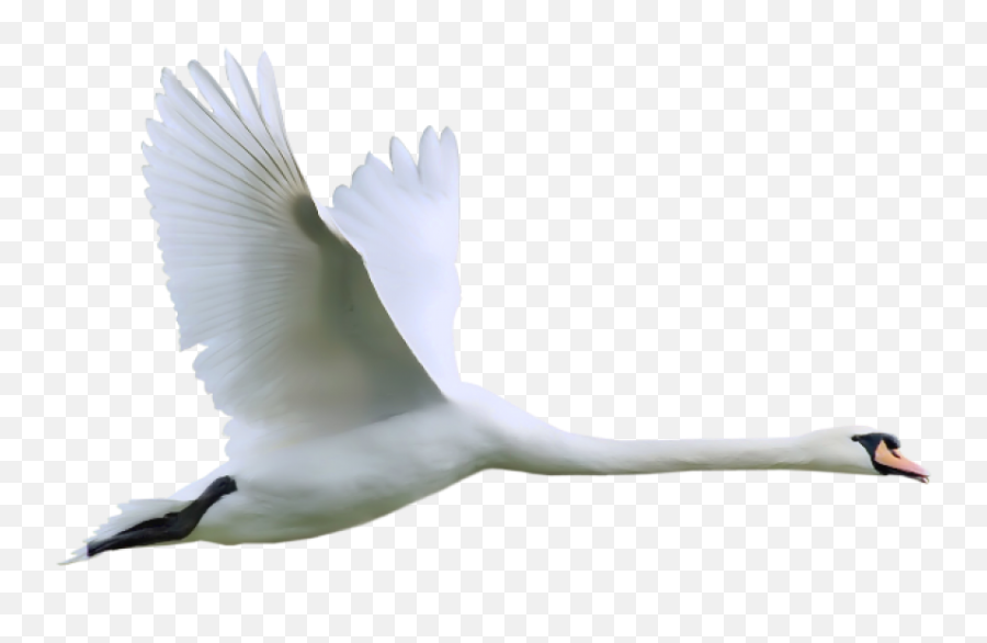 Swan Flying 2 Png - Swan Flying Png,Swan Png