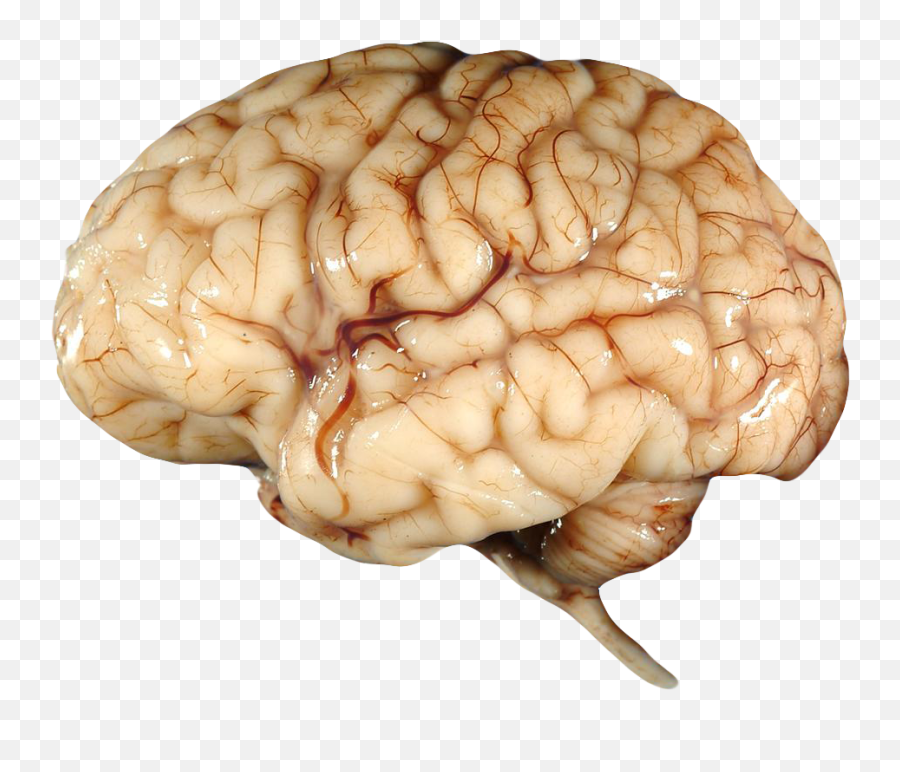 Brain Clipart Transparent Background - Shape Of The Brain Png,Brain Transparent Background