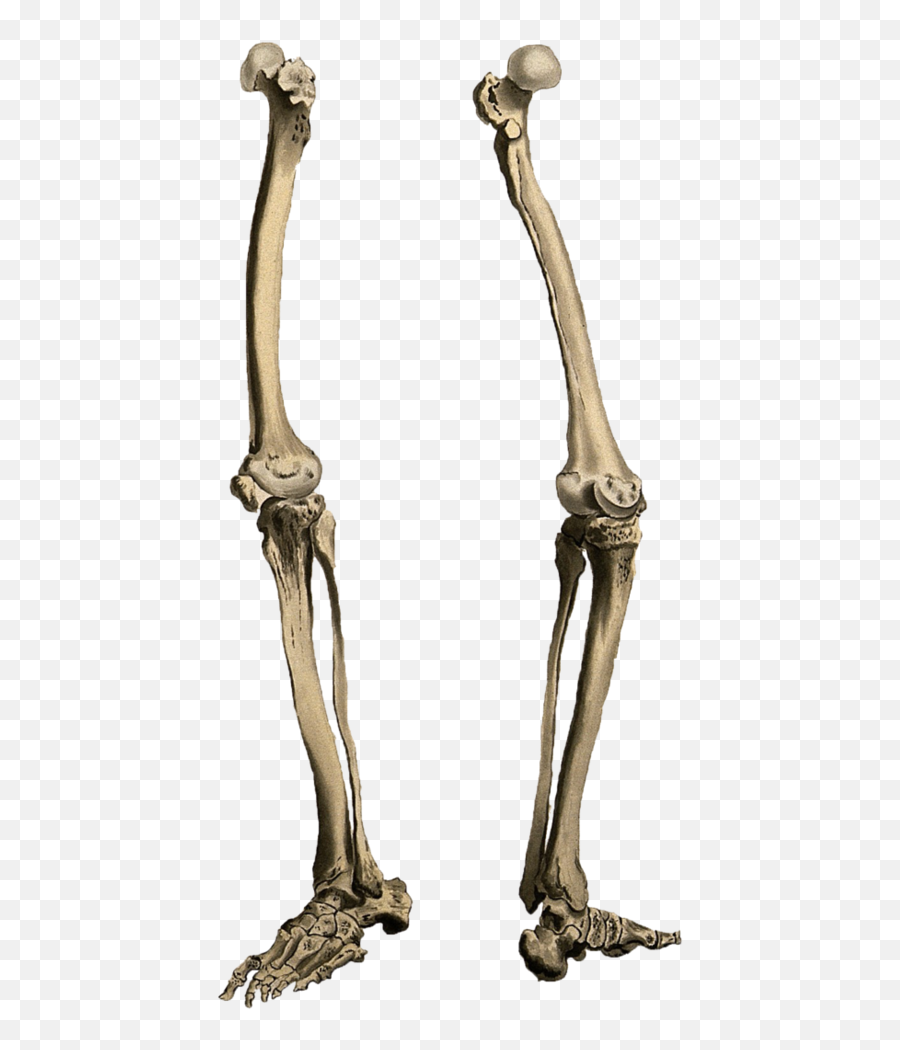 Download Leg Bone Png - Skeleton Legs Png Full Size Png Skeleton Leg Png,Legs Png