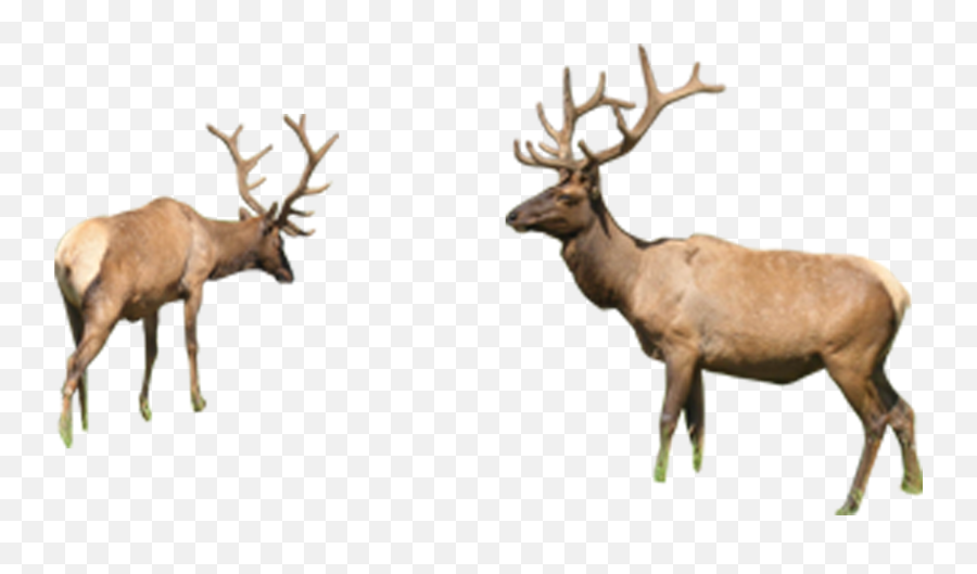 Reindeer Elk Sika Deer - Deer Deer Animals Png Download Deer,Deer Png