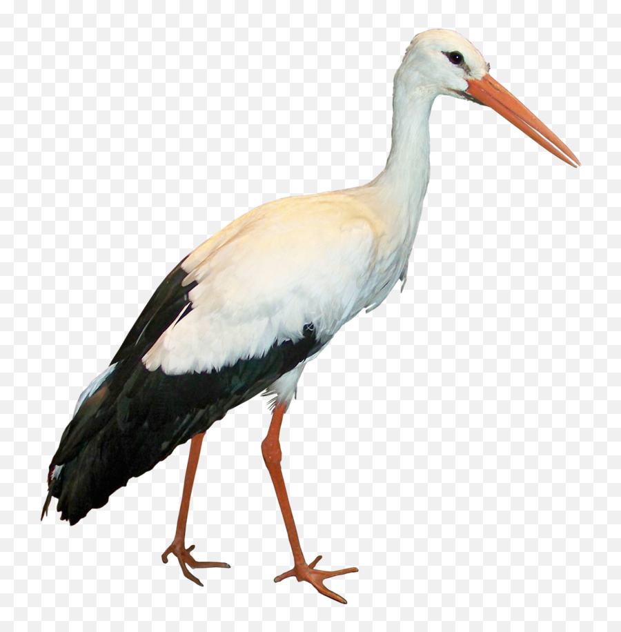 47 Stork Png Image Collection Free - Stork Png,Stork Png