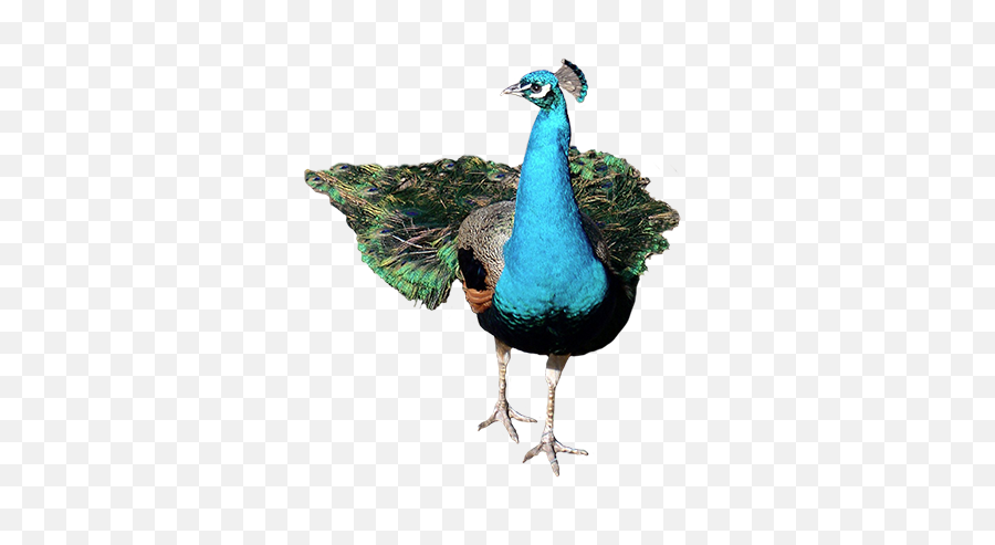 Download Front Peacock Png Image - Peacock Front View Png,Peacock Png
