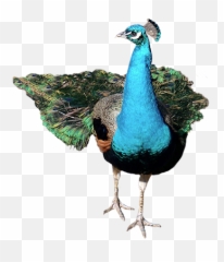 Download Front Peacock Png Image - Peacock Front View Png,Peacock Png