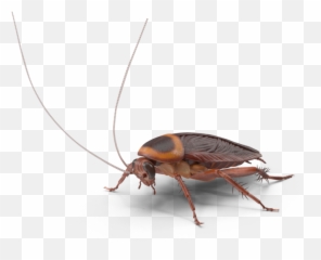 Cockroaches - Pest Library Longhorn Beetle Png,Cockroach Transparent
