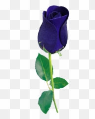 Oliver Trevino - Blue Rose Hd Png,Blue Rose Png