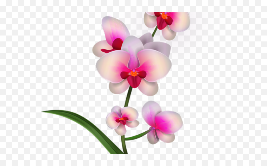 Orchid Clipart Bougainvillea - Orchid Clipart Png,Bougainvillea Png