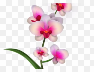 Orchid Clipart Bougainvillea - Orchid Clipart Png,Bougainvillea Png