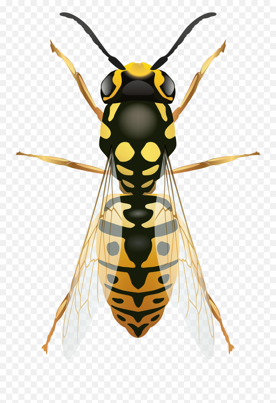 Hornet Wasp Png Pic - Transparent Wasp Clipart,Hornet Png