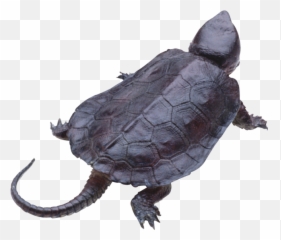 Turtle Png Transparent Background Image For Free Download - Snapping Png