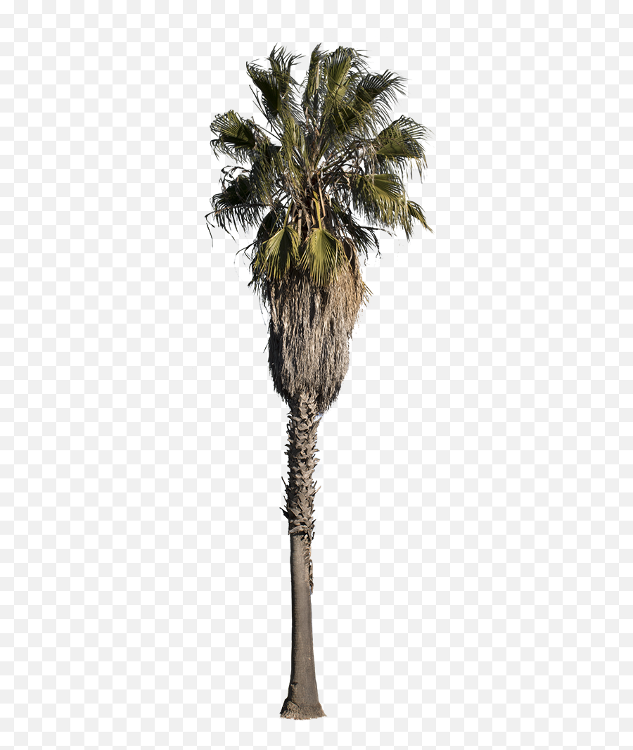 Palm Tree - Washingtonia Robusta Iii Borassus Flabellifer Png,Palm Trees Transparent