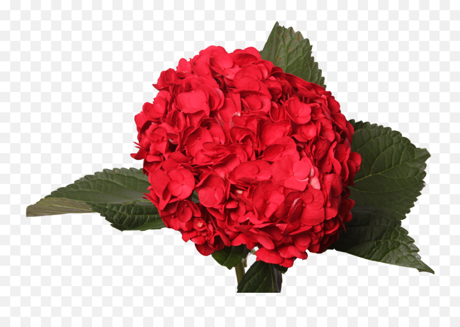 Jetty Flowers Gallery - Artificial Flower Png,Hydrangea Png