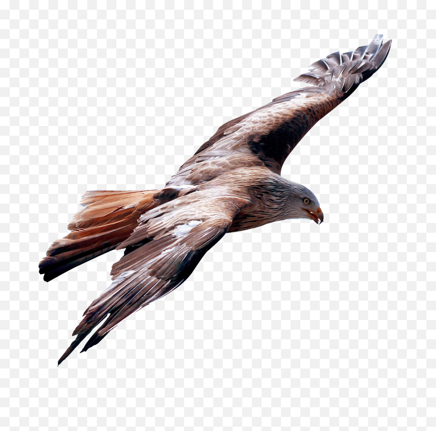 Eagle Fly Png Image - Eagle Flying Bird Png,Fly Png