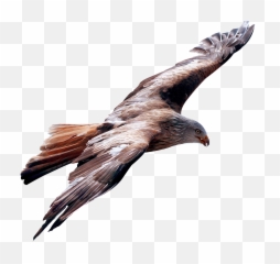 Eagle Fly Png Image - Flying Bird