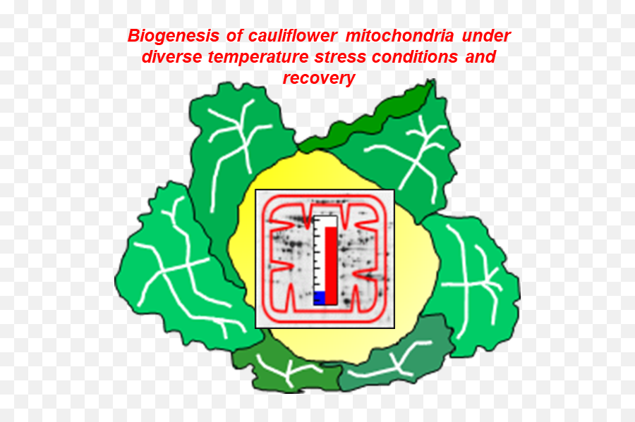 Cold And Heat Stress Diversely Alters Both Cauliflower - Clip Art Png,Mitochondria Png