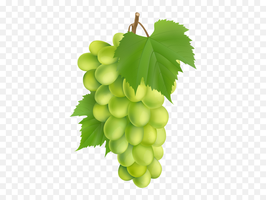 Download Hd White Grape Png Clip Art Image - Seedless Fruit Grape,Grapes Transparent Background