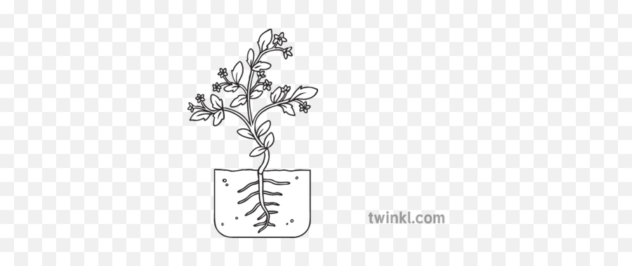 Tomato Plant Development Stage 5 Flowering Growth Seed - Cute Butterfly Black And White Png,Tomato Plant Png