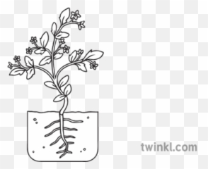 Tomato Plant Development Stage 5 Flowering Growth Seed - Cute Butterfly Black And White Png,Tomato Plant Png