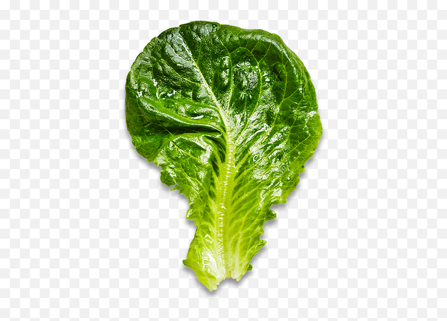 Baby Romaine - Bowery Farming Superfood Png,Romaine Lettuce Png