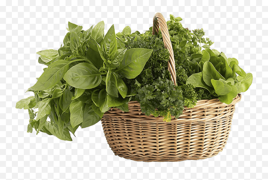 Herb Png All - Leafy Vegetables Png Free Download,Mint Leaves Png