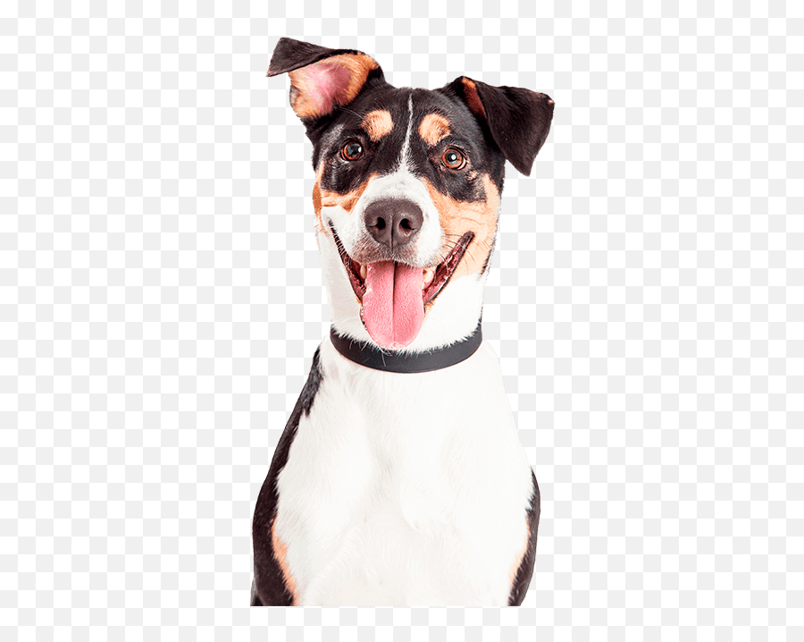 Pet Dog Waste Removal And Pooper Scooper Service Doodycalls - Happy Dog White Background Png,Dog Poop Png