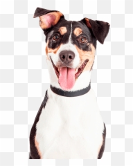 Pet Dog Waste Removal And Pooper Scooper Service Doodycalls - Happy Dog White Background Png,Dog Poop Png