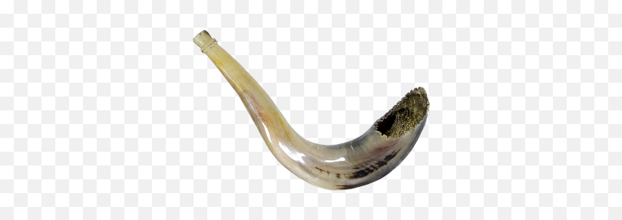 The Shofar From A Jewish Perspective - Horn Png,Shofar Png