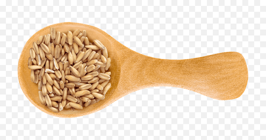 8 Wholesome Grains We Canu0027t Get Enough Of - Spelt Png,Grains Png