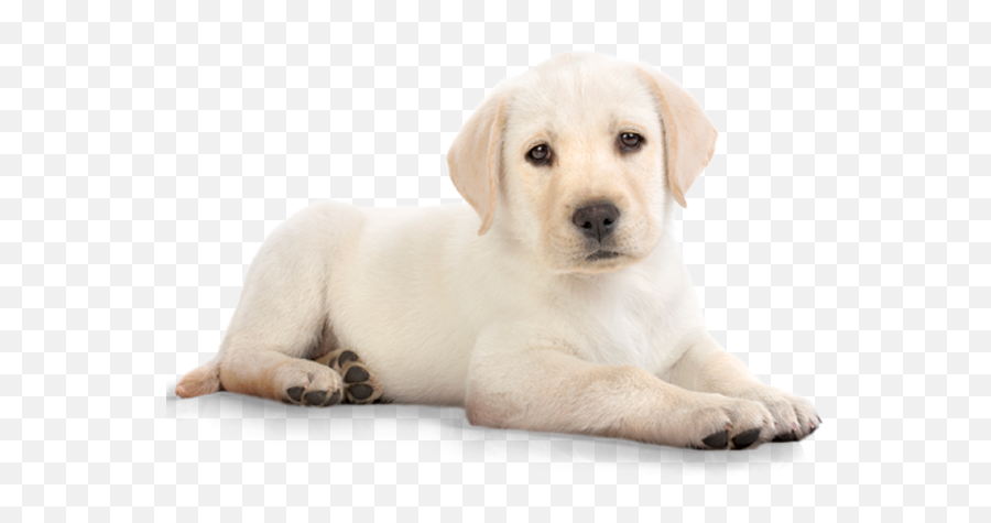 White Dog Png Image - Dog Png,Pet Png