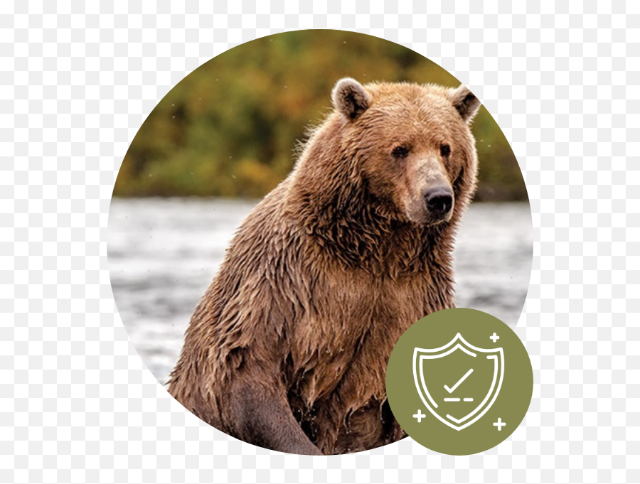 2020 Impact Report - Alaska Bear Tours Png,La La Land Icon
