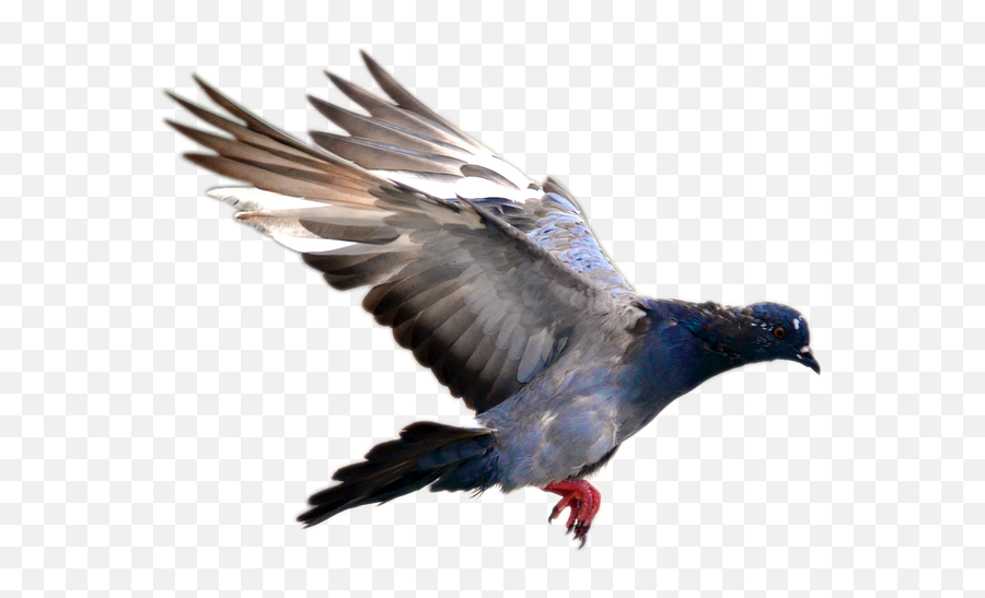 Flying Pigeon Png Image - Flying Pigeon Transparent Background,Pigeons Png