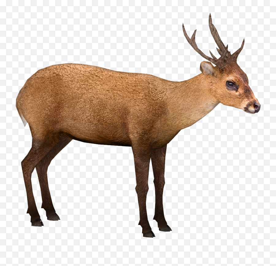 Indian Hog Deer Nessich Zt2 Download Library Wiki Fandom - Roe Deer Png,Deer Png