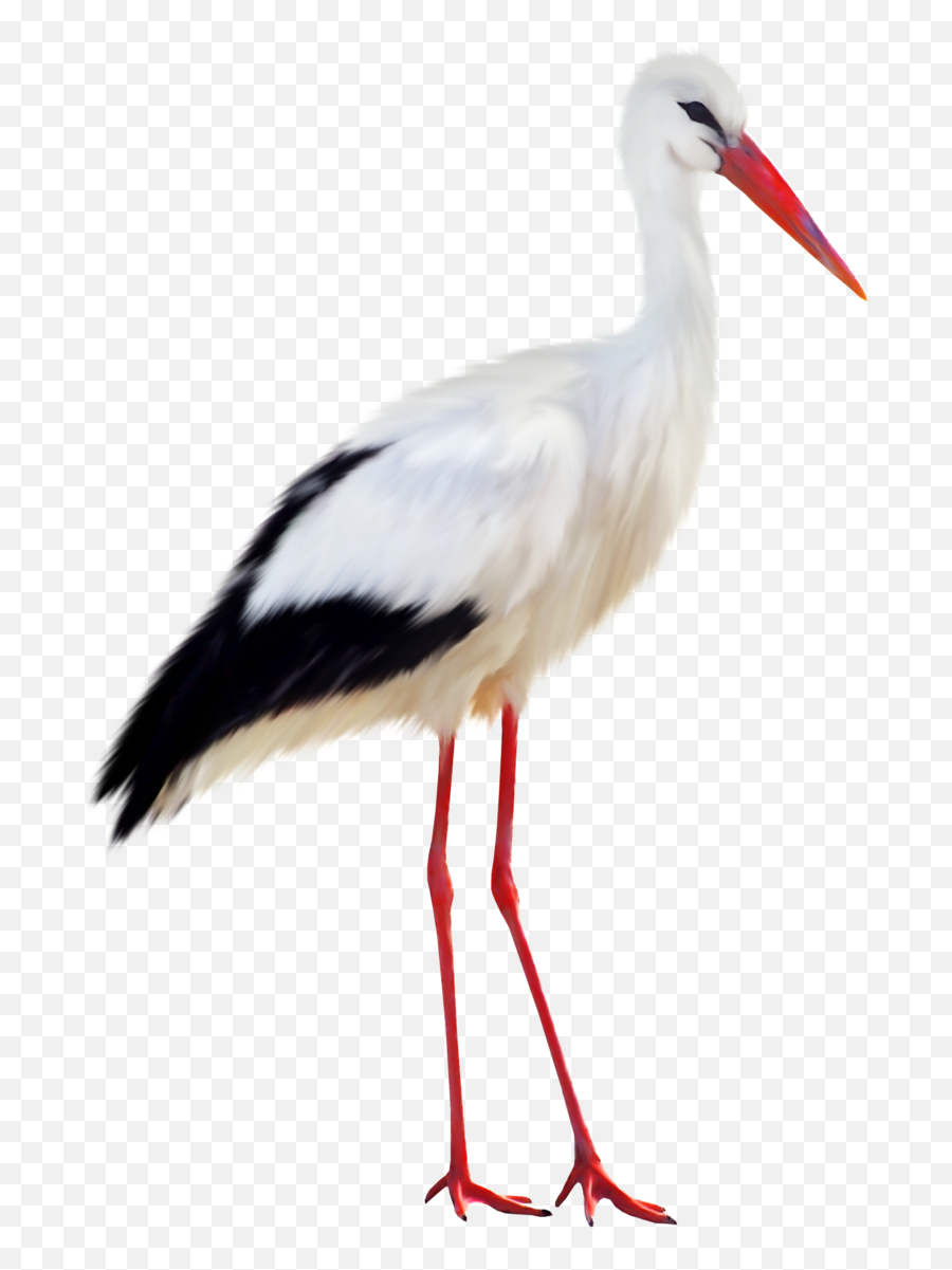 Stork Png - Stork Png,Stork Png