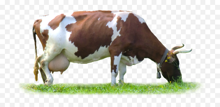 Download Cow Png Image With No - Cow Hd Images Png,Cow Png