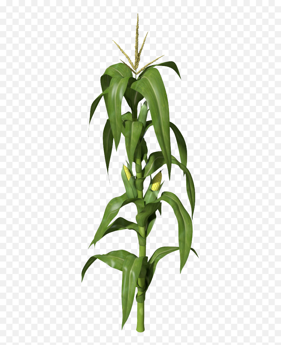 Download Corn Plant Png Clipart - Corn Stalk Transparent,Plant Transparent Background