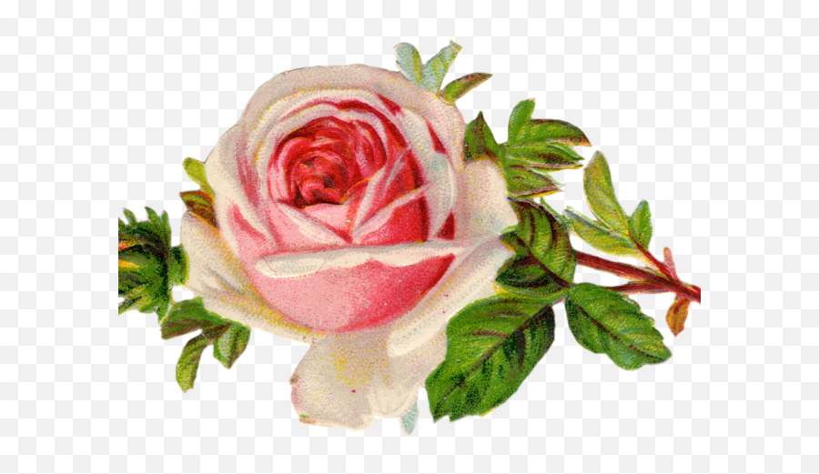 Flowers Borders Clipart Vintage Flower - Tea Party Rose Clip Art Png,Roses Border Png