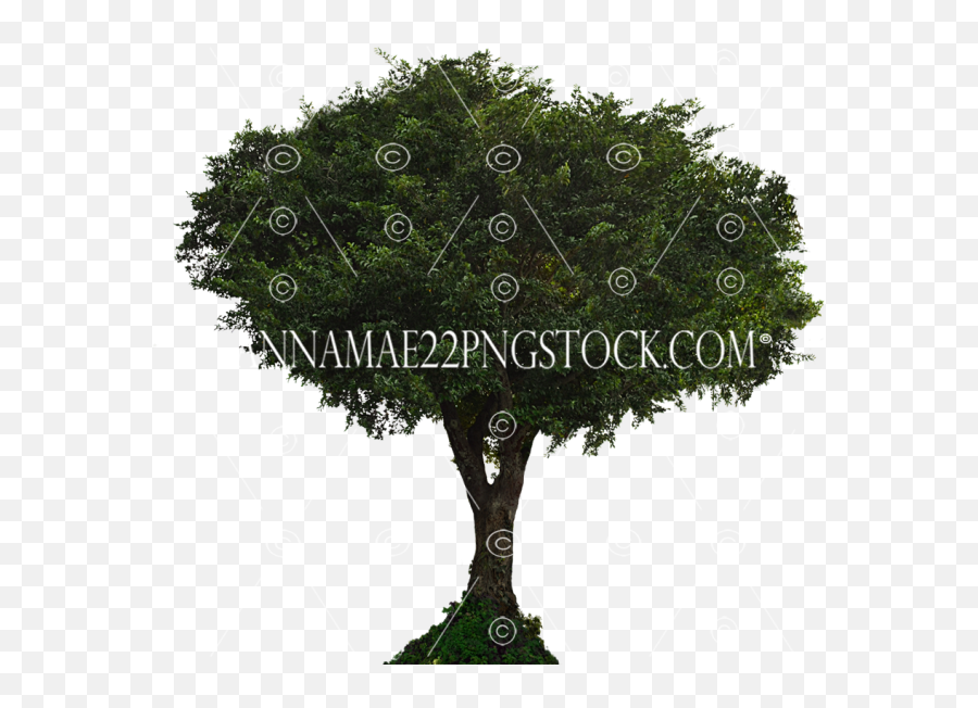 Tree Png Stock Photos - Sabal Palmetto,Woody Png