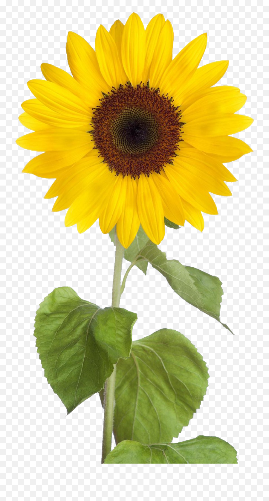 Sunflower Png Transparent Background - Sunflowers Clipart Transparent Background,Sunflower Transparent Background