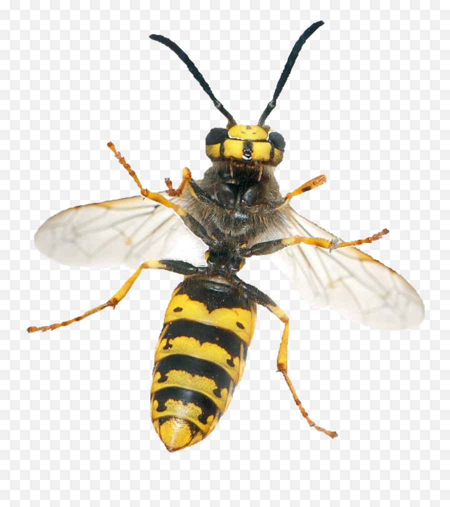 Hornet Wasp Png Image - Wasp Png,Hornet Png