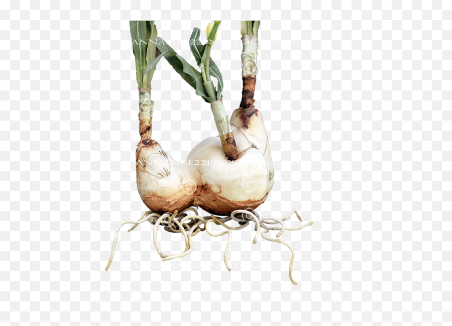 Png Stock Photo 0041 Transparent Image - Welsh Onion,Roots Png