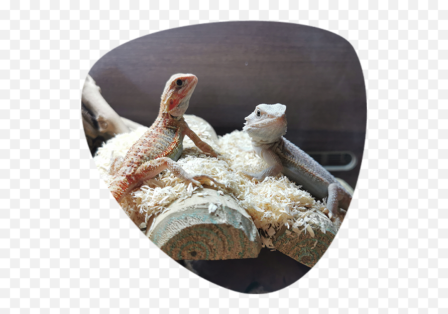 Bearded Dragon Png